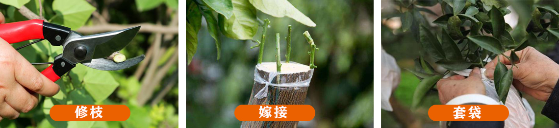 田间管理1.jpg