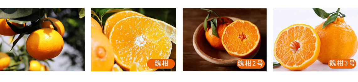 魏柑系列.jpg